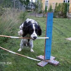 Field Trial spaniel Samson!