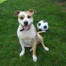 Amerikansk staffordshire terrier Mini