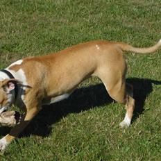 Amerikansk staffordshire terrier Mini