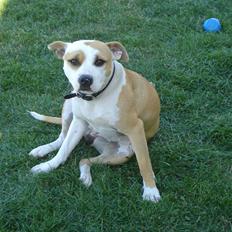 Amerikansk staffordshire terrier Mini