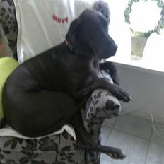 Grand danois hermann