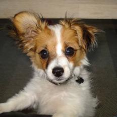 Papillon molly