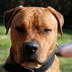 Blanding af racer MacQueen aka Max