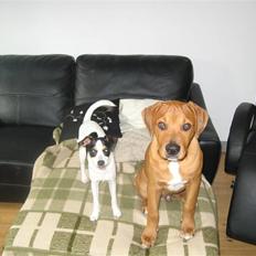 Blanding af racer MacQueen aka Max