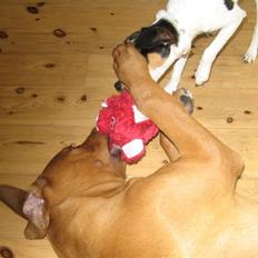 Blanding af racer MacQueen aka Max