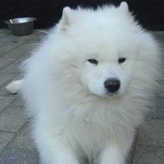 Samojedhund Nico * DØD *