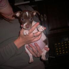 Dansk svensk gaardhund Bruno