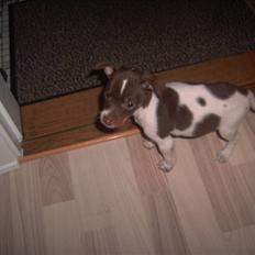 Dansk svensk gaardhund Bruno