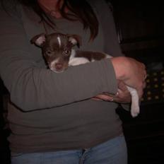 Dansk svensk gaardhund Bruno