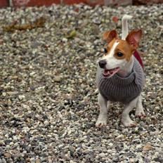 Jack russell terrier » Haldumlunds My Shela «