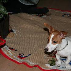 Jack russell terrier » Haldumlunds My Shela «