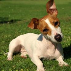 Jack russell terrier » Haldumlunds My Shela «