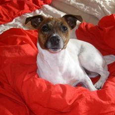 Dansk svensk gaardhund Alfa 04-09-2005