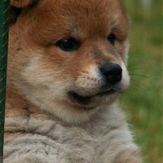 Shiba Zena