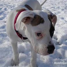 Amerikansk bulldog yenka