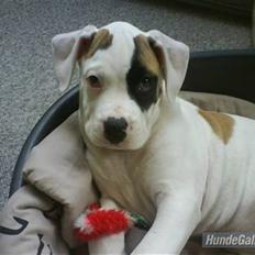 Amerikansk bulldog yenka