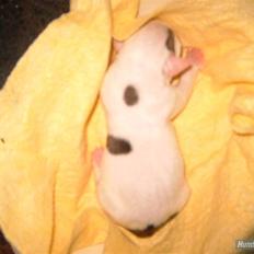 Amerikansk bulldog yenka