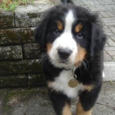 Berner sennenhund Baloue