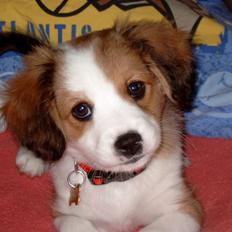 Blanding af racer Lucky