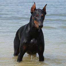 Dobermann Falcon R.I.P