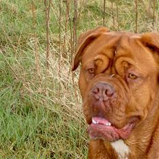 Dogue de bordeaux kaila 