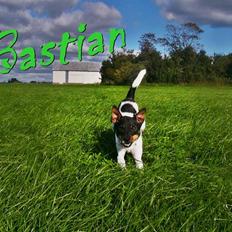 Dansk svensk gaardhund Bastian