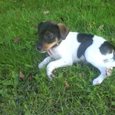 Dansk svensk gaardhund Bastian