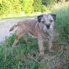 Border terrier Lusse