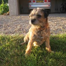 Border terrier Lusse