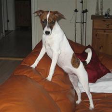 Dansk svensk gaardhund Beta 01-03-2006