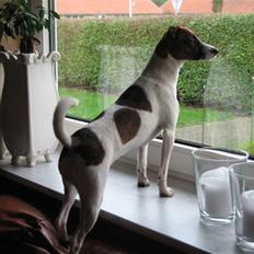 Dansk svensk gaardhund Beta 01-03-2006