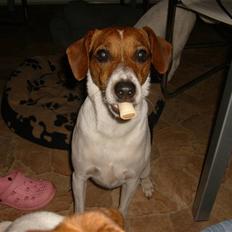 Dansk svensk gaardhund Charlie 17-12-2006