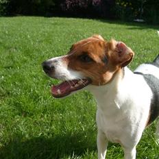 Dansk svensk gaardhund Charlie 17-12-2006