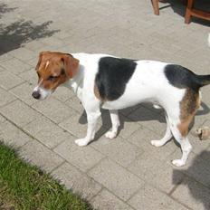 Dansk svensk gaardhund Charlie 17-12-2006