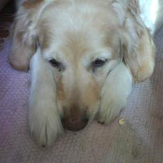 Golden retriever Freya