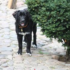 Blanding af racer Lulu