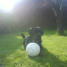 Rottweiler !!' Kenzo '!!