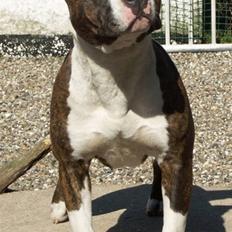 Amerikansk staffordshire terrier Khorramshahrs Hollywood