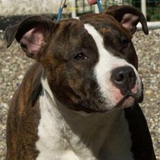 Amerikansk staffordshire terrier Khorramshahrs Hollywood