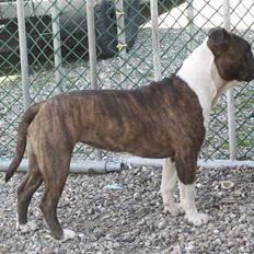 Amerikansk staffordshire terrier Khorramshahrs Hollywood