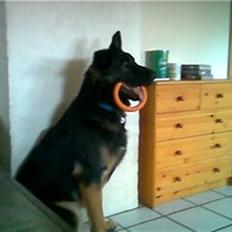 Schæferhund Rico