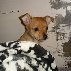 Blanding af racer Balina