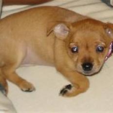 Blanding af racer Balina