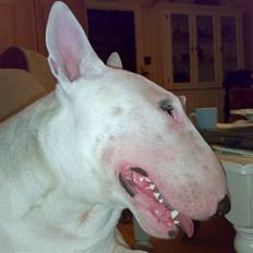 Bullterrier Balder+++R.I.P.+++