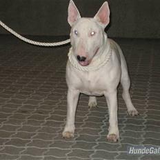 Bullterrier Balder+++R.I.P.+++