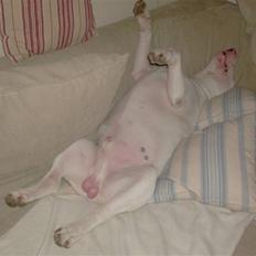 Bullterrier Balder+++R.I.P.+++