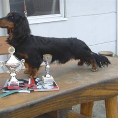 Gravhund Victor vom Waldwuffel