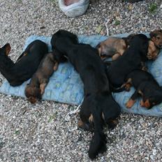 Gravhund Victor vom Waldwuffel