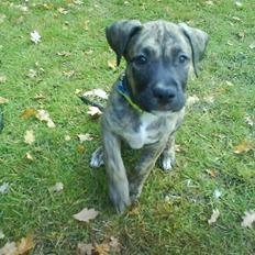 Blanding af racer Csibész