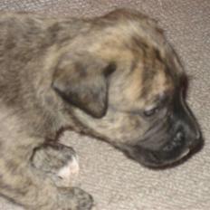 Blanding af racer Csibész